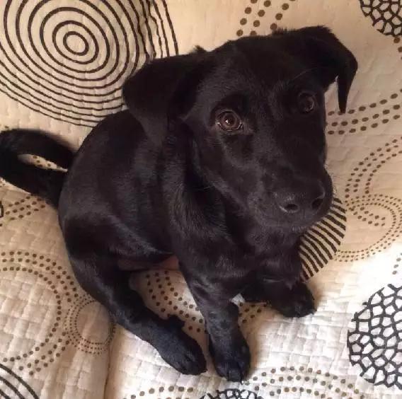 2022上海宠物领养中心官网,上海宠物领养日申请领养概率