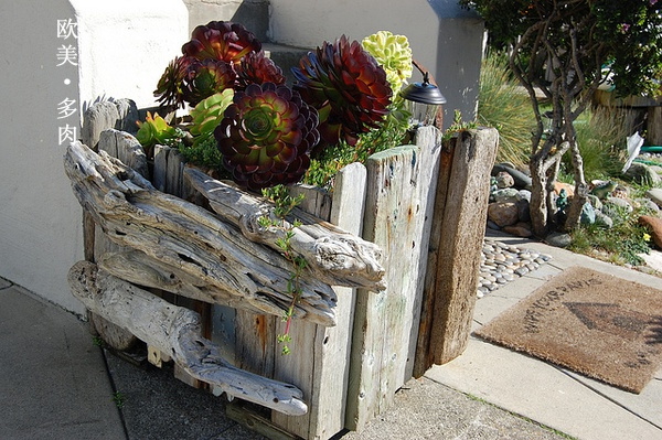 多肉张狂起来,狂野型多肉