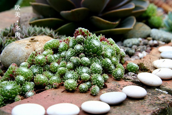 多肉张狂起来,狂野型多肉