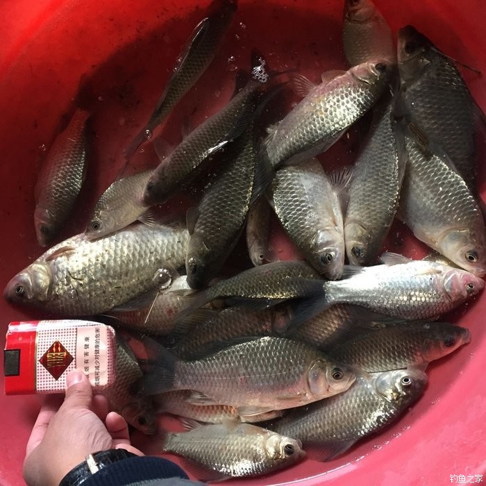 春天钓鲫鱼,春天钓黑坑新鱼