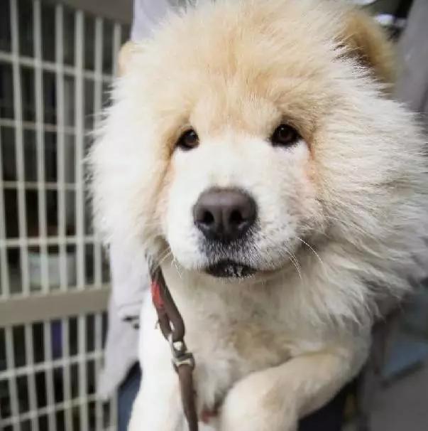 上海嘉定哪里有免费领养狗,瑶海区附近最近的宠物领养