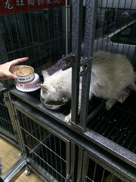 垃圾桶旁边的小猫，我走进了冲着我叫却叫不出声音，只能嘴巴动！