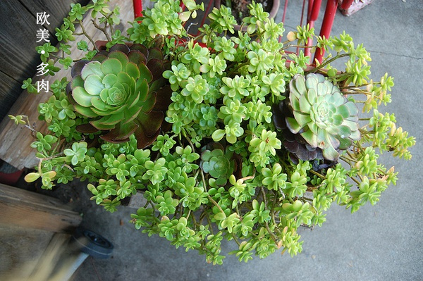 多肉张狂起来,狂野型多肉