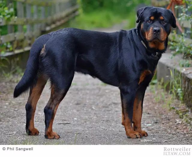 赛罗的宠物罗威纳犬,罗威纳犬犬种