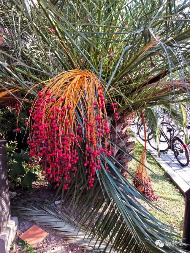 你们见过这么大的铁树吗,大铁树好壮观