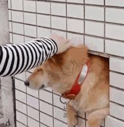 为什么柴犬掉毛那么厉害,为什么柴犬溜不动