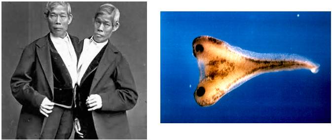 饶毅华大基因,饶毅和饶兵