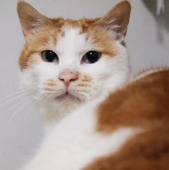 上海猫咪领养虹口,喵小汪宠物领养