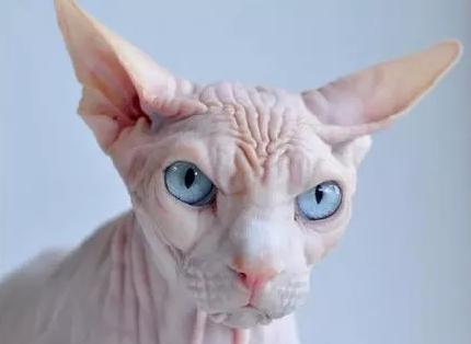 世界上最贵的猫十大排名,世界上最贵的贵族猫是多少钱