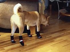 为什么柴犬掉毛那么厉害,为什么柴犬溜不动