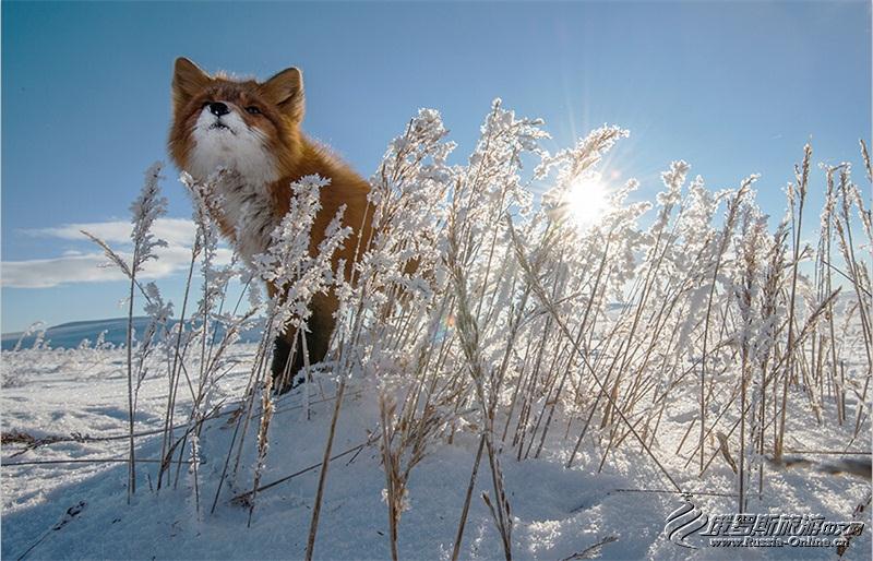 采矿工程师视频,采矿工程师拍摄的狐狸