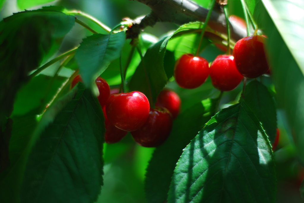 聚焦陕西蓝田泄湖镇,蓝田县洩湖镇发展规划