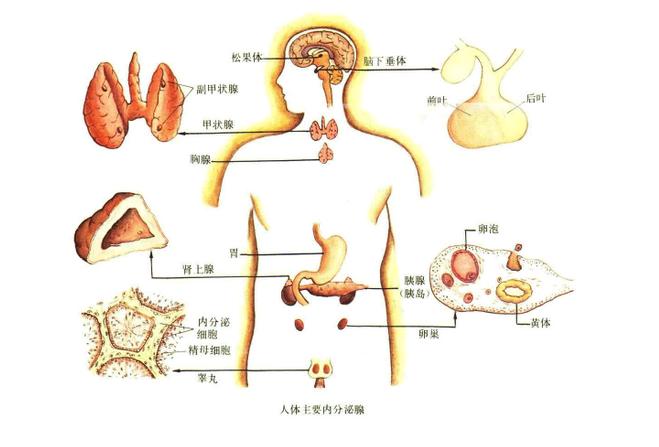 缺乏锻炼提高免疫力,缺乏抵抗力应该怎么办