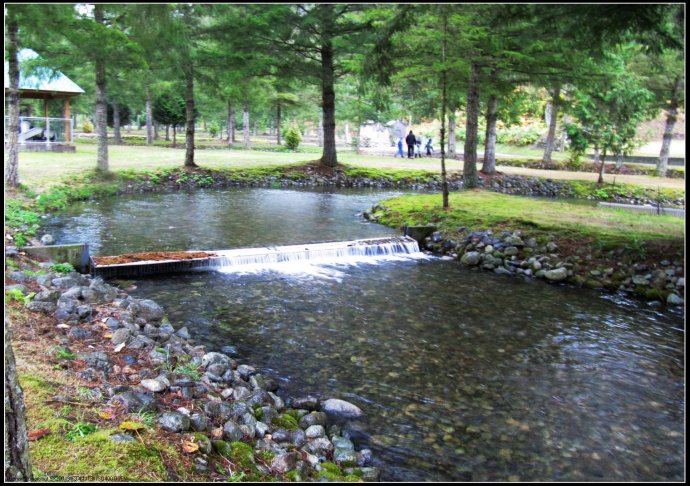 逆流而上,加拿大威化溪三文鱼洄游之旅