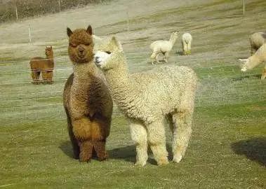 在随州买套房子的钱，出国能干点啥？