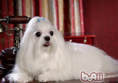 盘点10种最不会脱毛的狗狗，排在第1的墨西哥无毛犬实在太骚啦