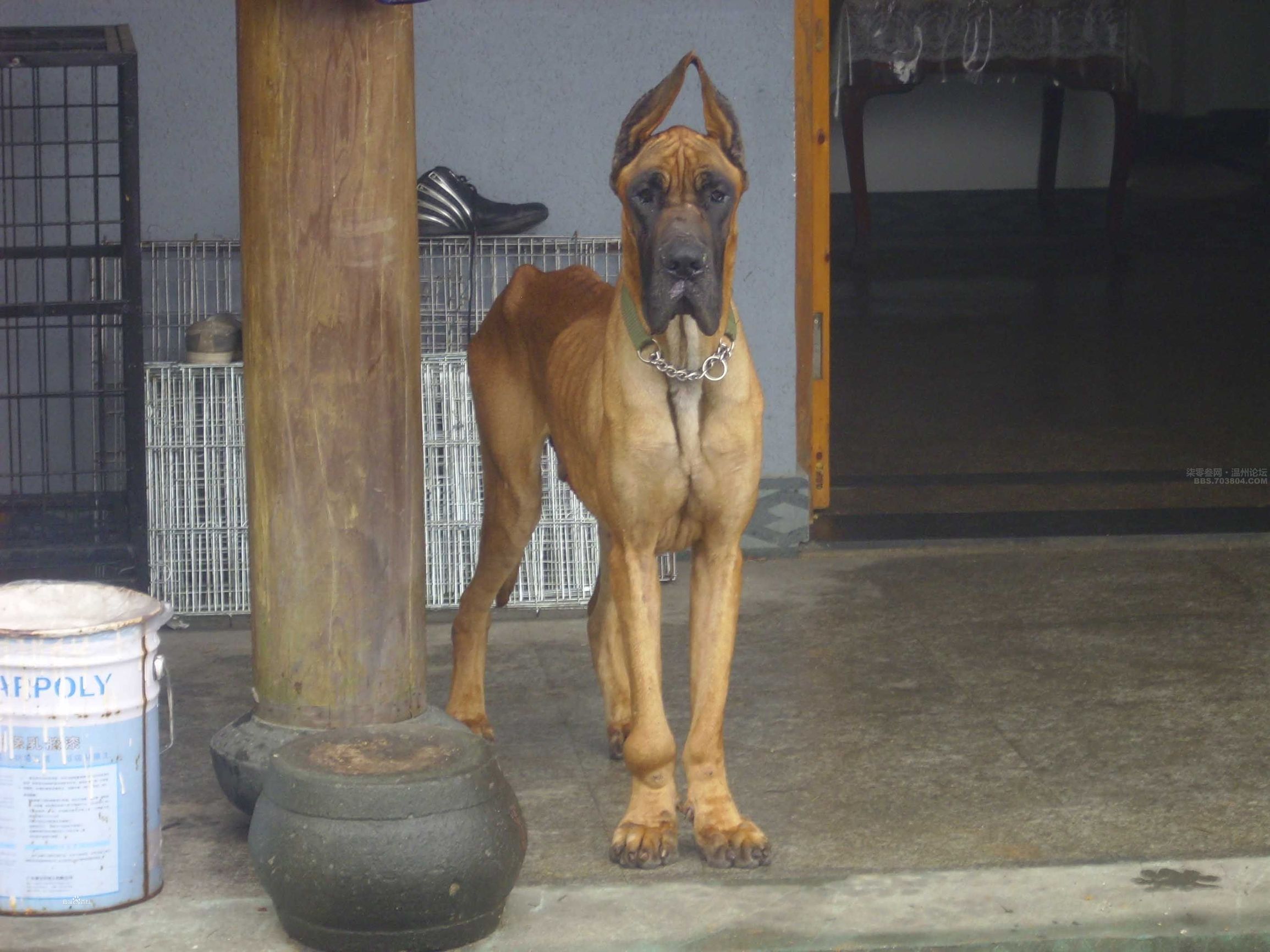 巴基斯坦库达犬帅气视频,世界十大不温顺狗