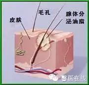 长痘痘是因为太油还是太干,长痘是不是因为雌性激素