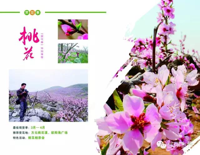 郴州桂阳油菜花,郴州桂阳油菜花开迎客来