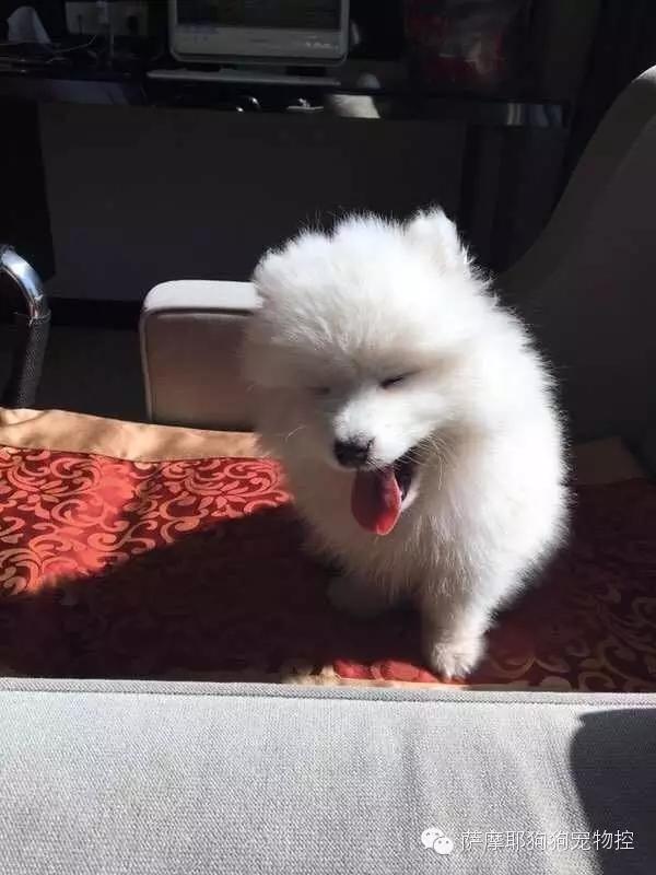 一只特立独行的萨摩,一只呆萌的哈巴狗