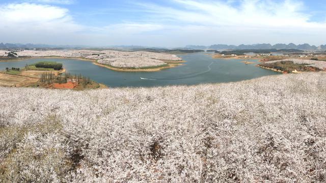 贵州安顺樱花花海,贵州安顺平坝樱花图片