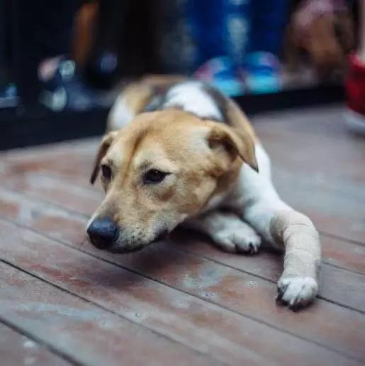 上海嘉定哪里有免费领养狗,瑶海区附近最近的宠物领养