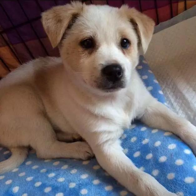 2022上海宠物领养中心官网,上海宠物领养日申请领养概率