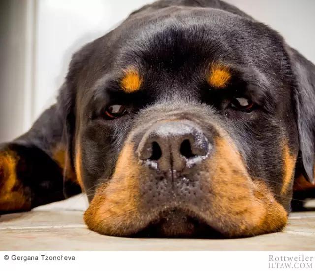 德国犬种罗威纳犬图片,动物世界家禽篇