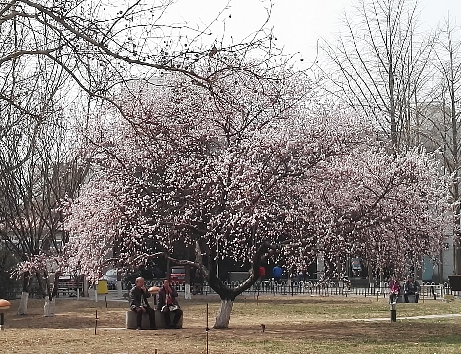 山桃花开了吗,山上桃花盛开了