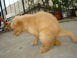 金毛怎么训练定点大小便,怎么训练大金毛狗狗大小便