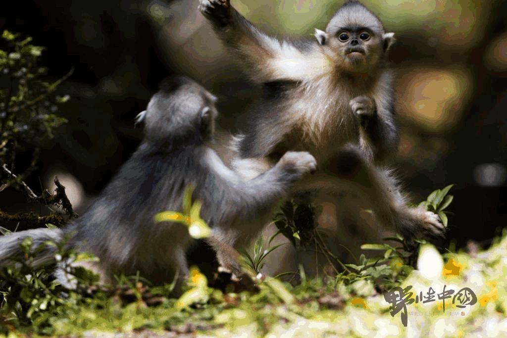 奚志农的作品,奚志农做客东方甄选