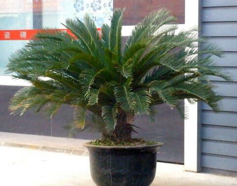 苏铁盆栽铁树大型室内绿植,苏铁铁树怎么养护