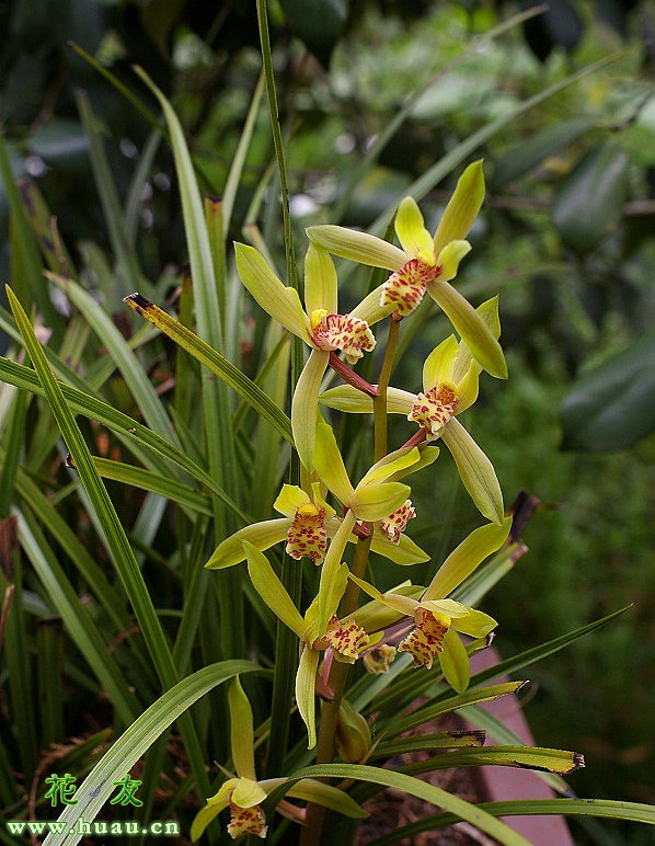 兰花蕙兰常见的几种瓣型,蕙兰花色的鉴别