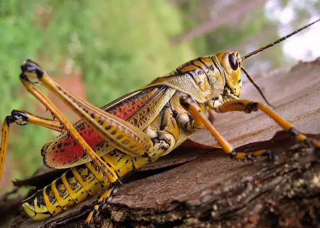 昆虫蛰伏期多长时间,昆虫越冬怎么消灭