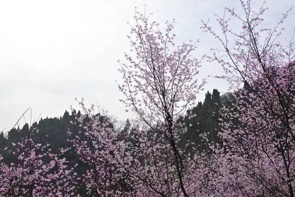 畅游通山,*光春**烂漫映北山一季樱花梦里来