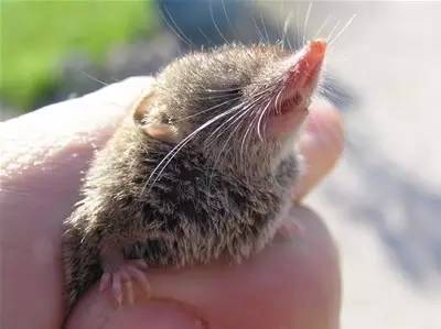 疯狂动物园20种隐藏动物图片,疯狂动物城里女明星原型