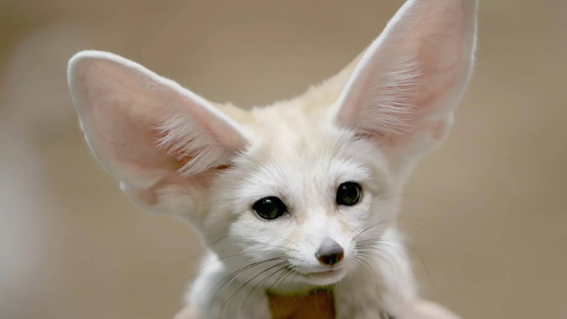 疯狂动物园20种隐藏动物图片,疯狂动物城里女明星原型