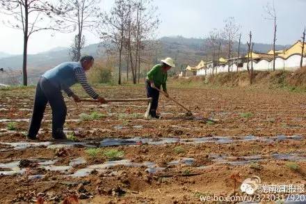新闻资讯我县春耕春播热火朝天,春耕忙新闻
