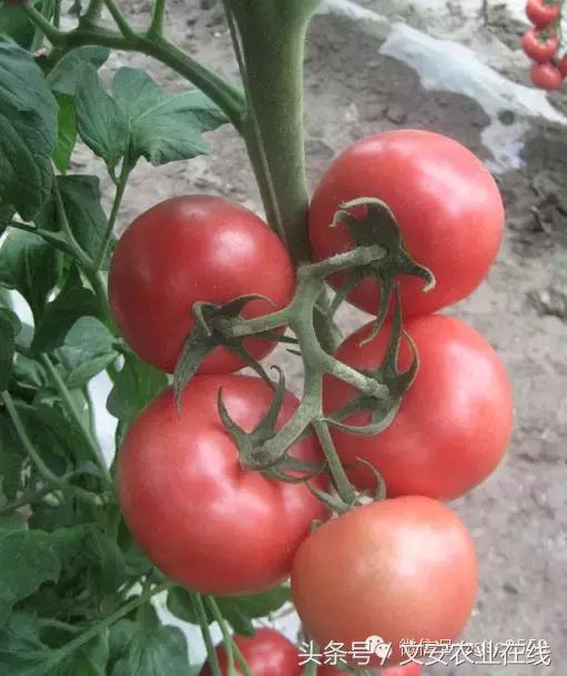 新发地西红柿价格,新发地市场叶菜价格回落