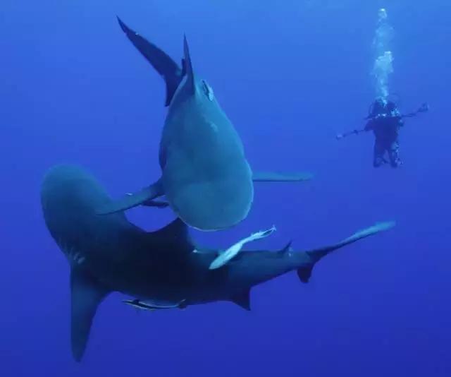 带你了解鱼翅的多种功效,鱼翅的营养真是高级补品吗