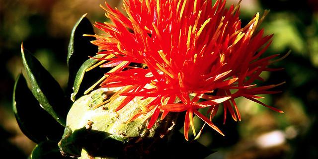 世界上最名贵的花图片大全,世界上最贵的10种花