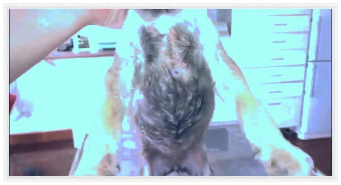 土狗被人虐待,土狗被虐待暴打街头