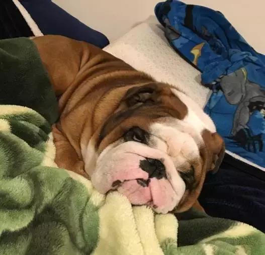 英牛怎么分辨品质,英牛是怎么培育出来的