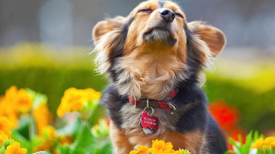 遛狗的狗绳怎么给狗狗套上,外出遛狗怎样才能让狗跟着主人走