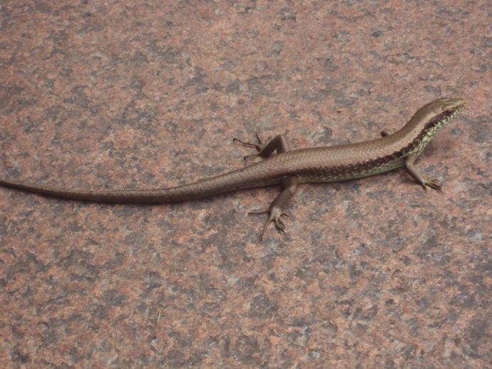 弹弓能不能射大型动物,弹弓能狩猎多远的猎物