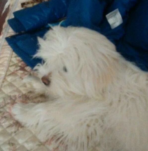 狗狗最爱待的就是我的床,今天狗狗走了,医生说了原因,好想哭