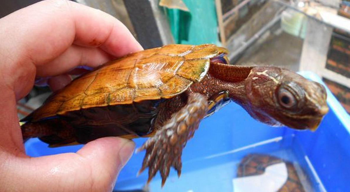 养枫叶龟犯法吗,黄缘龟跟枫叶龟可以一起养吗