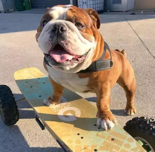 英牛怎么分辨品质,英牛是怎么培育出来的