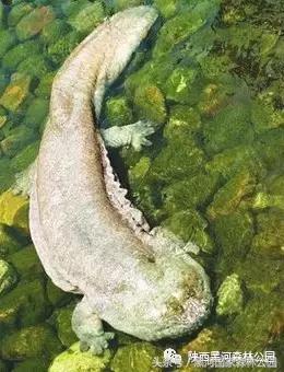 探秘黑河森林公园,黑河森林公园野生动物