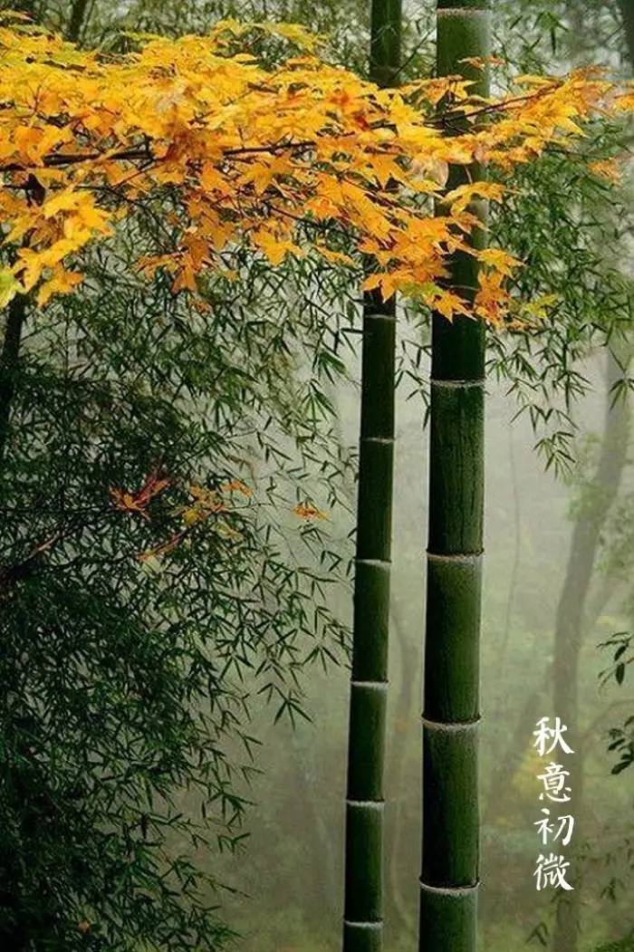 24节气之处暑｜四时俱可喜最好新秋时